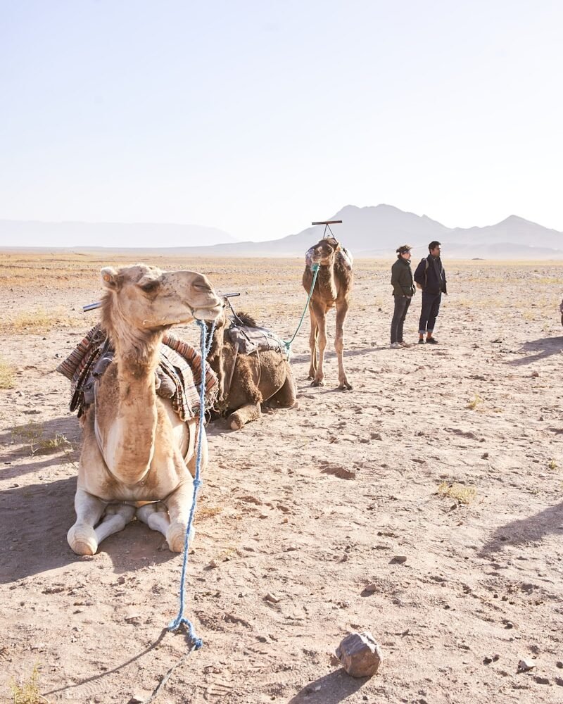 people standing beside camel on desert