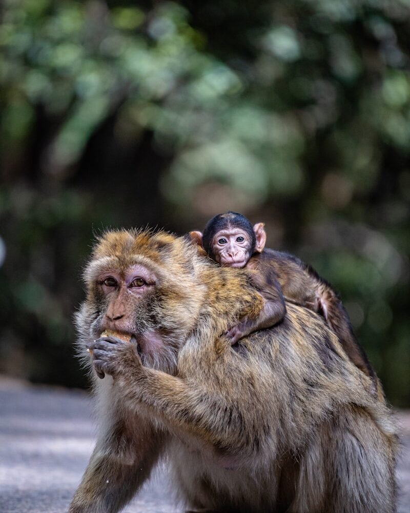 a monkey sitting on top of a monkey on its back