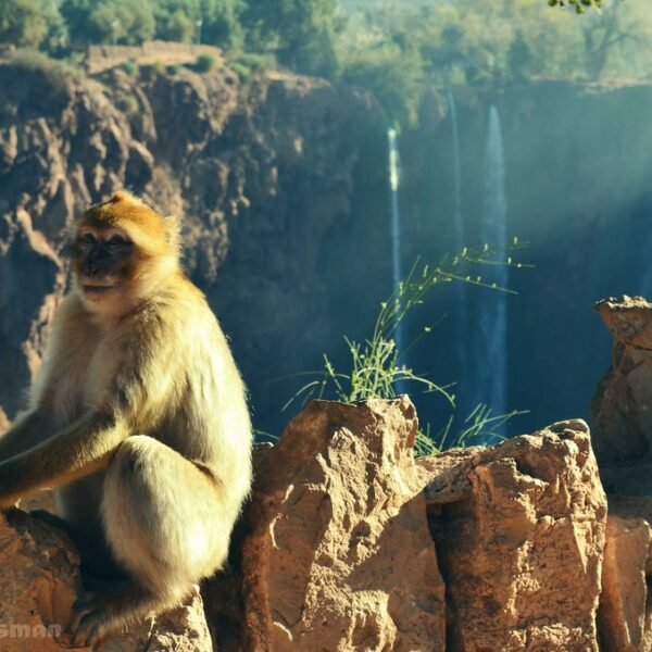Excursión de un Día a las Cascadas de Ouzoud desde Marrakech