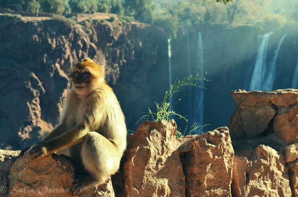 Excursión de un Día a las Cascadas de Ouzoud desde Marrakech