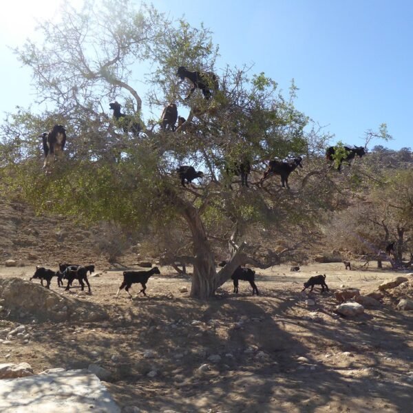12 Días desde Tánger por Marruecos
