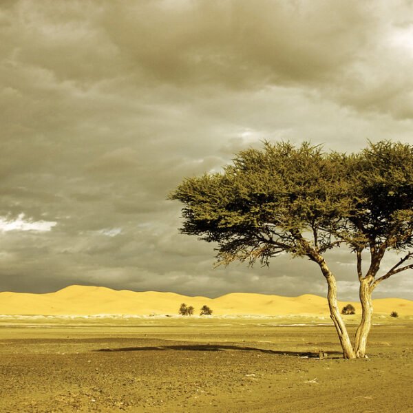 Tour de 5 Días desde Errachidia al Desierto de Merzouga y Tánger